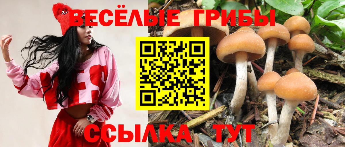 Галлюциногенные грибы Cubensis  Вход с VPN  Кольчугино 