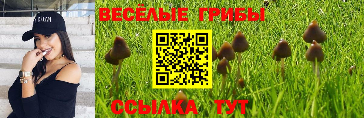 Псилоцибиновые грибы прущие грибы Кольчугино